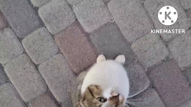Все удивились, почему мы вернулись. Но это наш дом. смотреть онлайн