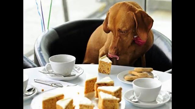 корм для старой собаки смотреть онлайн