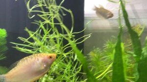 ЗОЛОТОЙ ГУРАМИ - УХОД, СОДЕРЖАНИЕ, РАЗВЕДЕНИЕ l ЛУЧШАЯ СЕЛЕКЦИОННАЯ ФОРМА l АКВАРИУМНЫЕ РЫБЫ #11