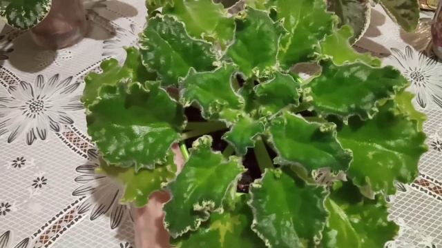 Фиалки! Удобрения для цветения! Мой опыт. Фиалки у Алисы. смотреть онлайн