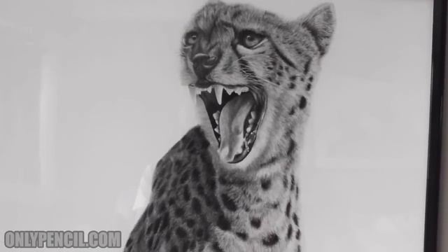 Acinonyx Jubatus(Cheetah) Framed смотреть онлайн