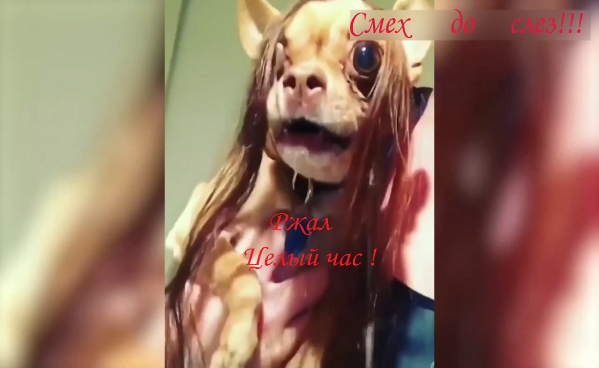 Ржал целый час_ приколы с котами_ приколы с собакам.mp4 смотреть онлайн