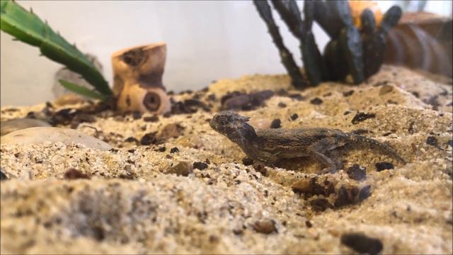 Desert Horned Lizard care and feeding! смотреть онлайн
