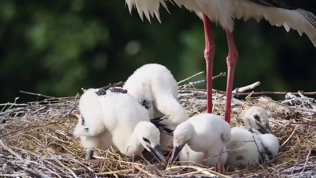 15. Птицы. Часть 3 смотреть онлайн