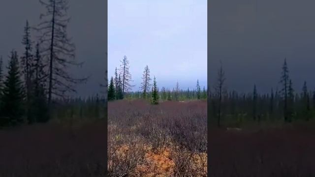 Хищники могли найти олененка, которые часто теряются и становятся пищей. смотреть онлайн