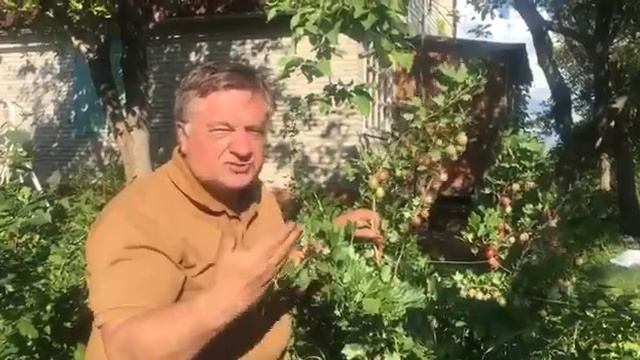 А у меня на даче созрели финики! смотреть онлайн