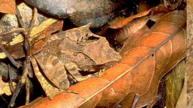 Мимикрия, или замаскированный животный мир вокруг нас. Фото подборка, часть №3 смотреть онлайн
