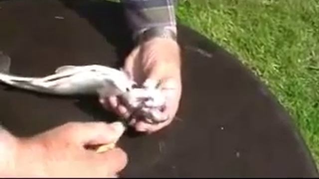 Разделка рыбы. Форель смотреть онлайн