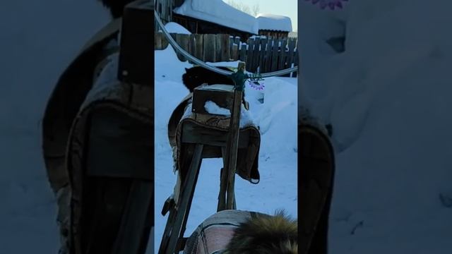 Пушинка и Чернуха кошка и кот умные животные ? smart animals смотреть онлайн