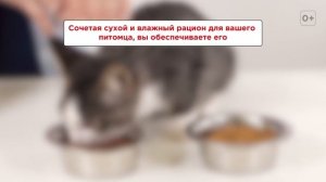 Смешанное питание кошек: можно ли давать и сухой, и влажный корм одновременно?