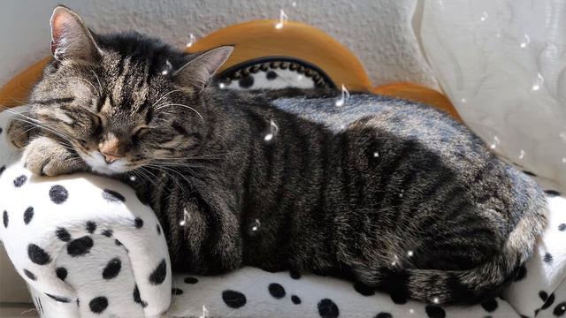 Музыка для кошек - Мягкие колыбельные от кошачьей тревоги 🐱💤 смотреть онлайн