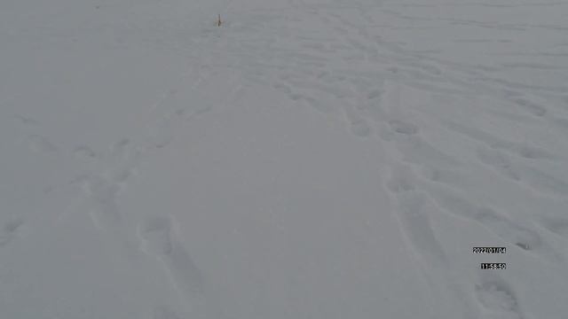 ИЩЕМ ЩУК И ПЛОТВУЖЕРЛИЦЫ 2022РЫБАЛКА В ТАМБОВЕ