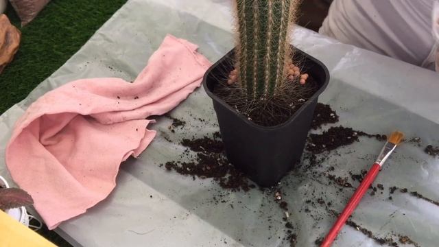 Repotting Cactus | Pilosocereus Chrysostele