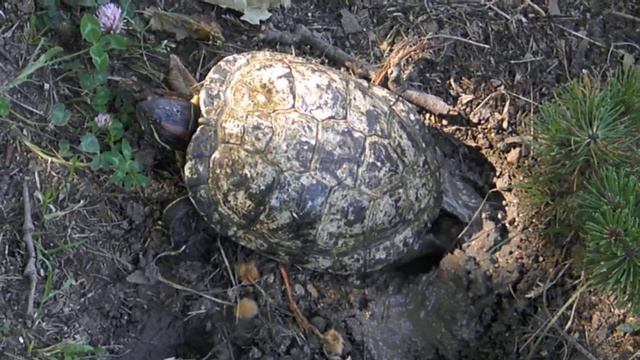 Черепаха откладывает яйца Видео С Т Комарова смотреть онлайн