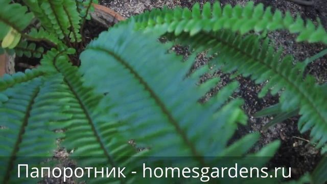 Ремонтный Камертон