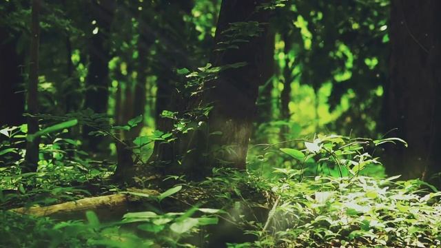 Музыка для снятия стресса и тревоги смотреть онлайн