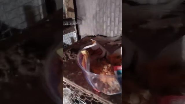 Витамины для перепелов смотреть онлайн