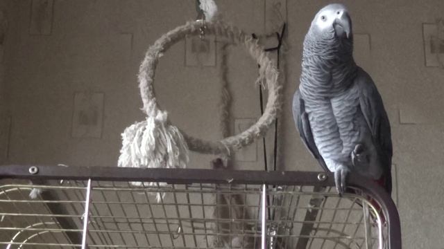 ПОПУГАЙ ЖАКО РОМА УЧИТ АЛФАВИТ А Б В смотреть онлайн