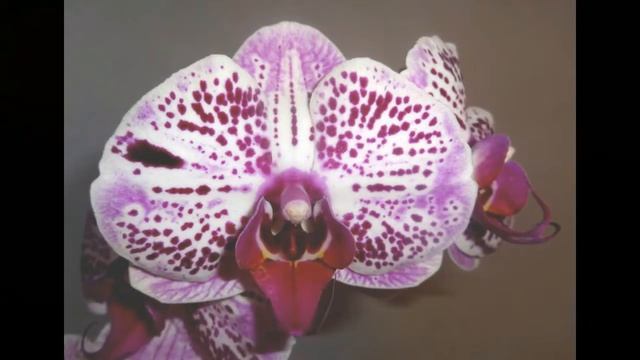 ❀Relax. Орхидеи. Красота и Превосходство  Relax. Orchids. Beauty And Excellence.mp4
