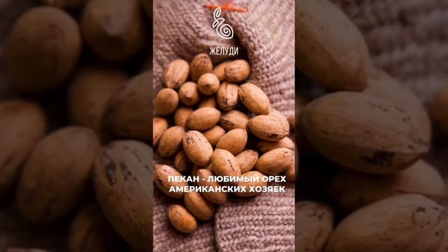 Пекан - необычный и вкусный орех для сада смотреть онлайн