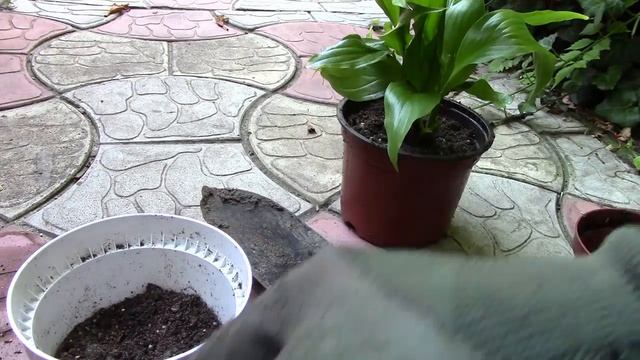 Алоказия Амазоника и спатифиллум, новые жители в моей коллекции. смотреть онлайн