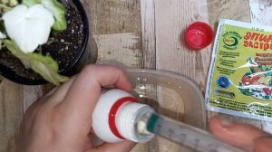 Побелели листья у Пеларгонии или Герани, причины и средства, которые могут помочь