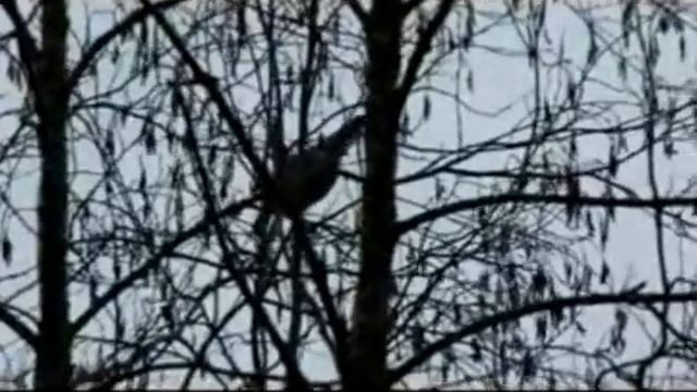 Ноябрьское кормление рябчика березовыми сережками. смотреть онлайн