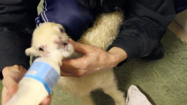 # Братья меньшие: Ягненок пьет молоко смотреть онлайн