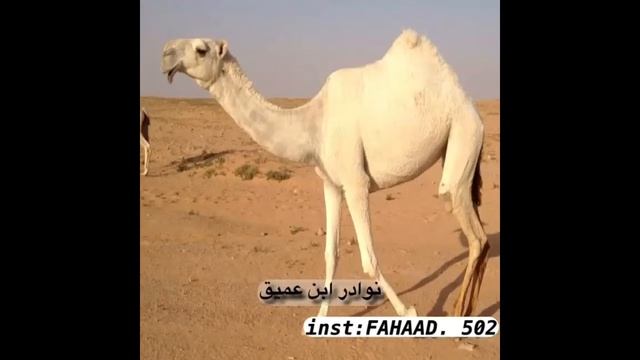 من نوادر عميق الغييثي смотреть онлайн