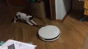 Кот катается на роботе-пылесосе