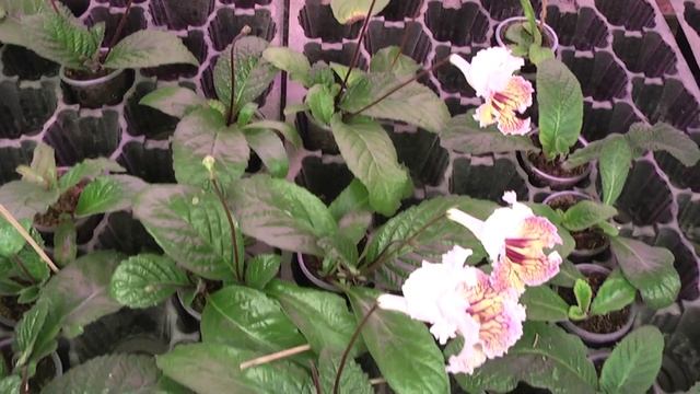 Стрептокарпус DS-1510 смотреть онлайн