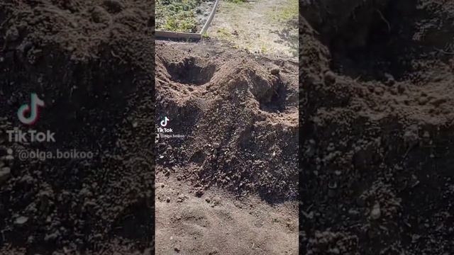 Посадка кипарисовиков Лоусона (Лавсона)? смотреть онлайн