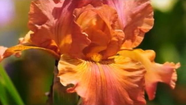 Фиалки, , люпин.Качанье перьев, бархат мантий.Но ирис более всех любим:Он — средоточье чёрных магий смотреть онлайн