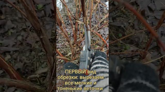 Жимолость съедобная: особенности обрезки смотреть онлайн