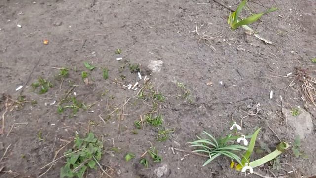 Крокусы