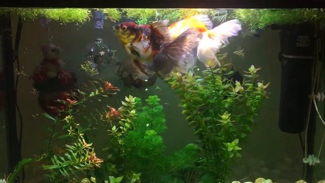 Новогодний привет от золотых рыбок! смотреть онлайн