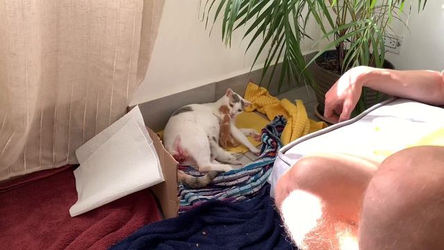 Natilla the Rescue Cat Gives Birth! смотреть онлайн
