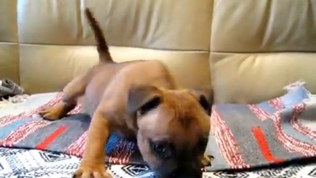 Стаффордширский бультерьер щенок 04/2017 мальчик смотреть онлайн