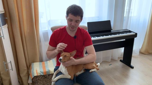 Басенджи в 5 месяцев или Тайная жизнь домашних животных | Basenji 5 months old смотреть онлайн