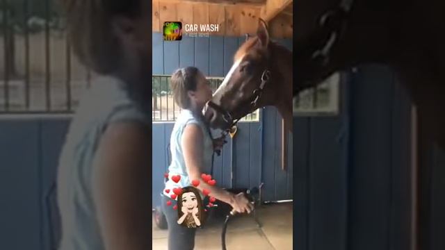 Beat the Summer Heat | Bathing your Horse | Orion the Wise Guy смотреть онлайн