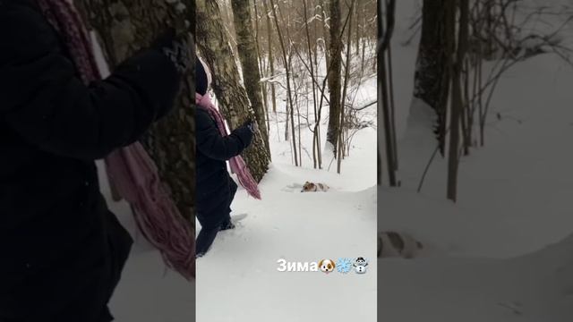 #зима😘🐶😜 #джекрасселтерьер смотреть онлайн