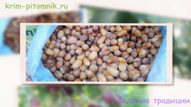 Где купить саженцы зизифуса в Крыму смотреть онлайн