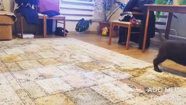 Шоколадные щенки лабрадора из питомника Балинор Бэнд смотреть онлайн