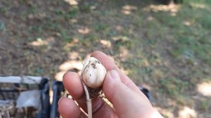 По чесноку / Как отличить Яровой от Озимого / Преимущества и недостатки / НАША ДАЧА 2023