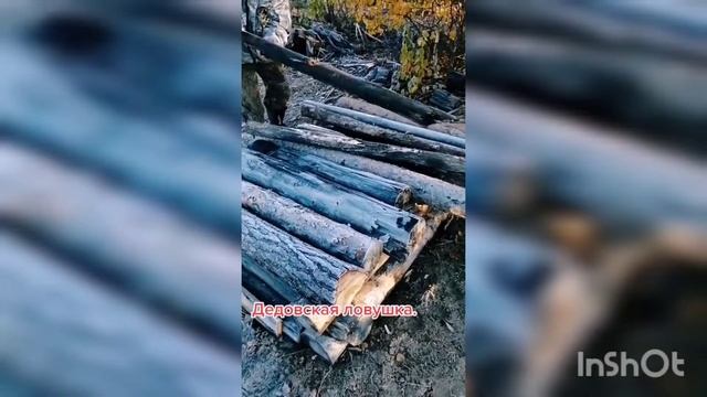 Ловушка на ФАЗАНА ТЕТЕРЕВА ЛОВИТ ВСЁ ПОДРЯД смотреть онлайн