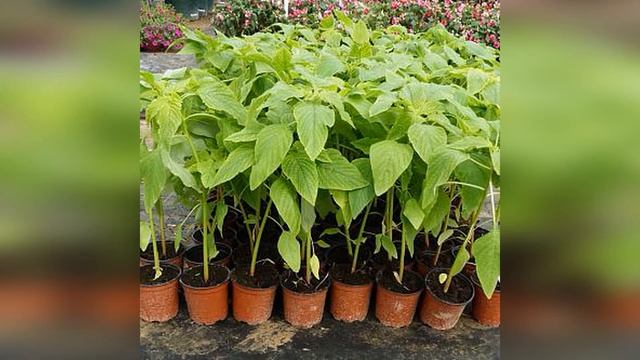 Амарант хвостатый Граншванз смотреть онлайн