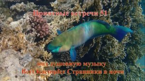 Приятные встречи 51 Попугай крутолобый синайский под душевную музыку Bert Kaempfer Странники в ночи