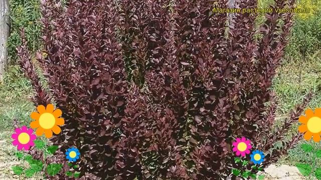 Барбарис тунберга Рэд Рокет. Краткий обзор, описание характеристик berberis thunbergii Red Rocket смотреть онлайн