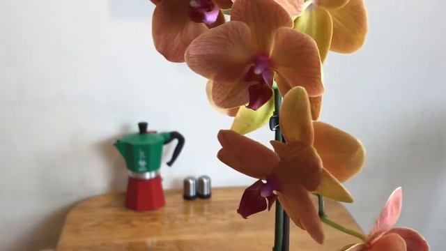 Орхидея Фаленопсис Charming fortune/Golden brick или Это Surf song?Точно это супер орхидея! смотреть онлайн