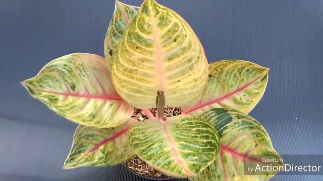 Aglaonema Moonlight смотреть онлайн